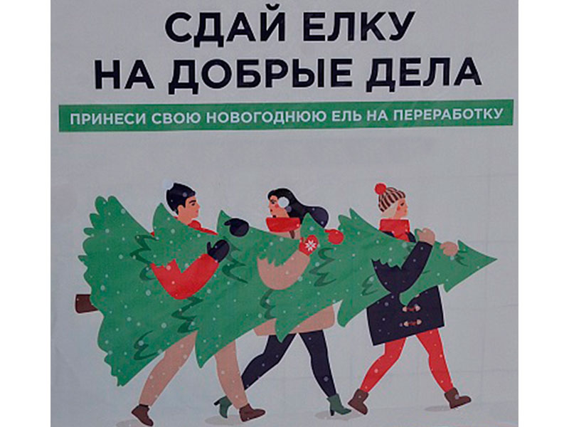 После новогодних праздников жители Шушенского района смогут сдать живые ели на переработку.